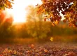 fall leaves