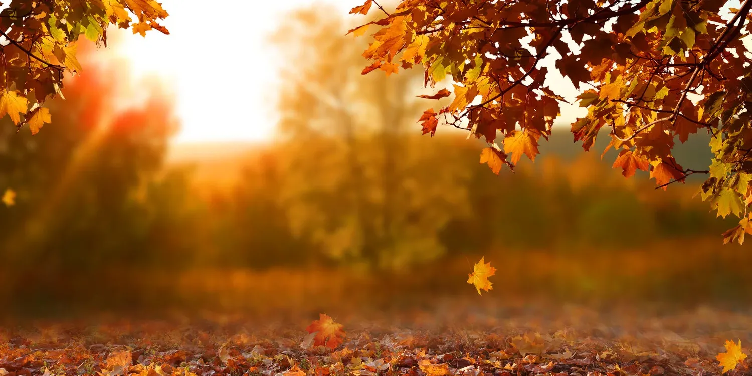 fall-solar-leads fall leaves