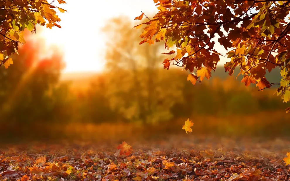 fall-solar-leads fall leaves